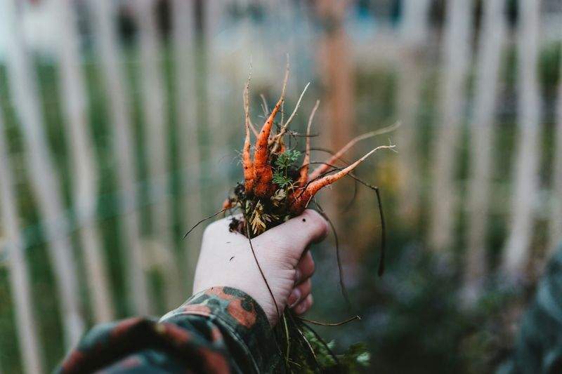 Giardino Perfetto - Image 2