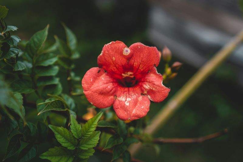 Decorazioni floreali
